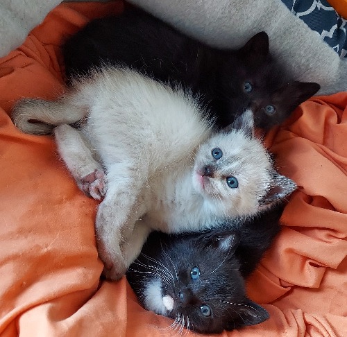 Teacup Yorkshire Terrier Mix