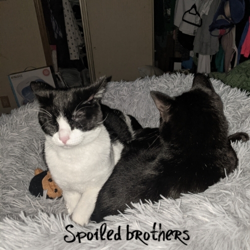 Cotton Tail and Black Beauty