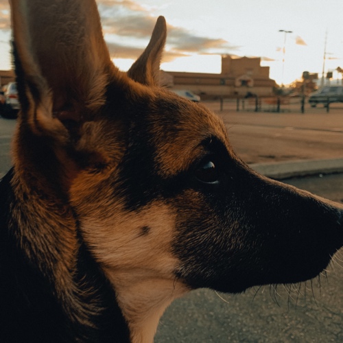 Rosie