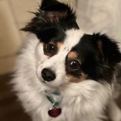 papillon australian shepherd mix