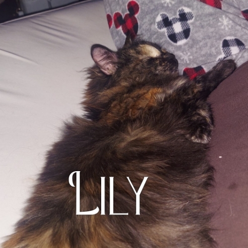 Lily