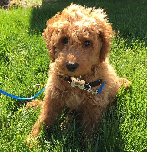 Frankie