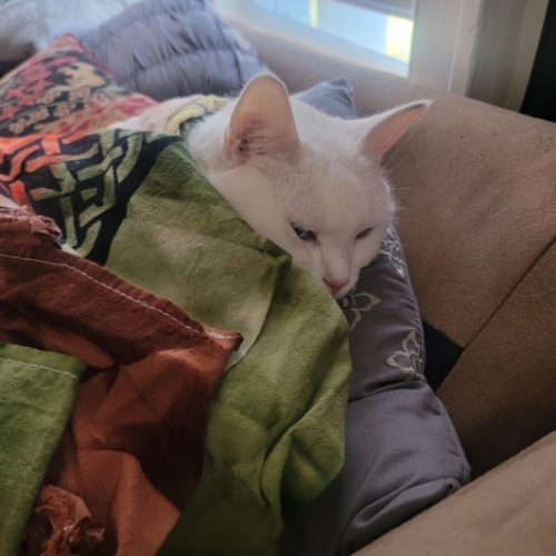 purrsephone andromeda