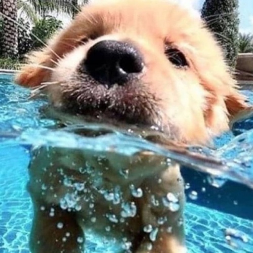 English Cream Golden Retriever