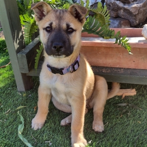 Jindo store dog mix