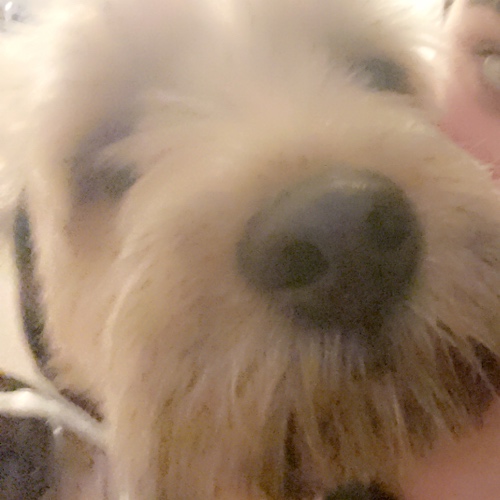 Soft-Coated Wheaten Terrier
