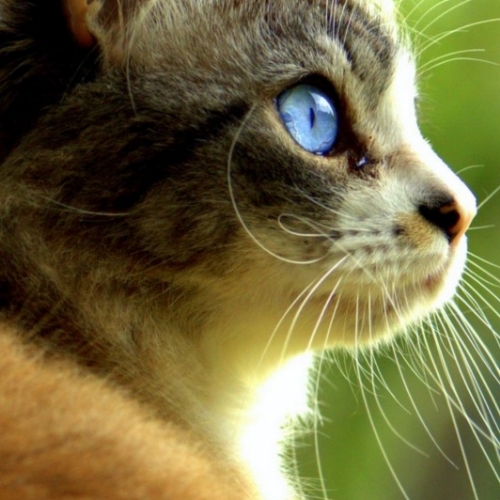 American English Coonhound Mix