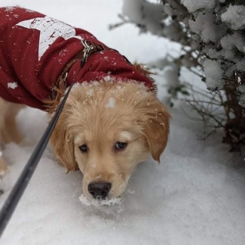 English Cream Golden Retriever