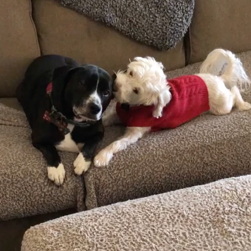 American Staffordshire Terrier Mix