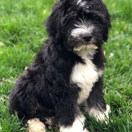 Aussiedoodle