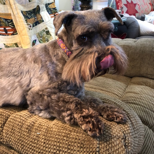 Toy Schnauzer