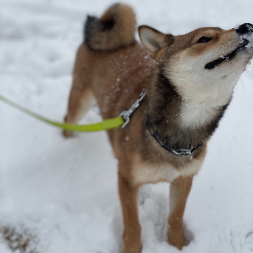 Shiba Inu