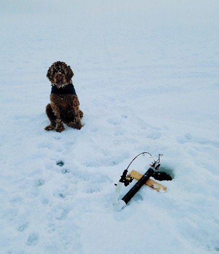 Wirehaired Pointer Griffon