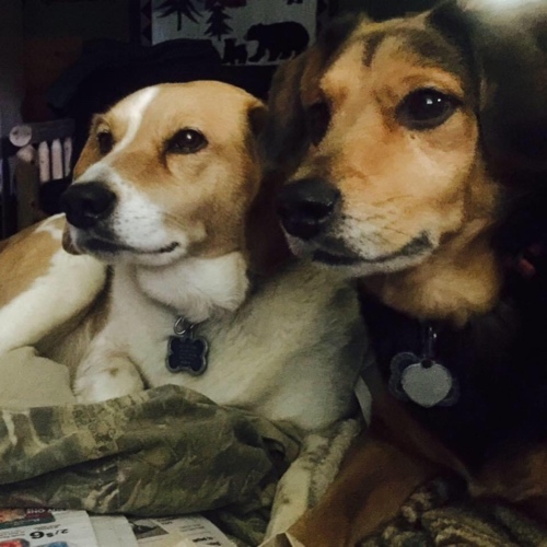 Mr. Chevy BOwtie (Bo)