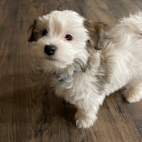 Havanese