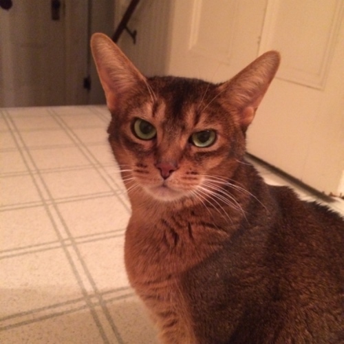 Abyssinian