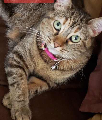 European Burmese Mix