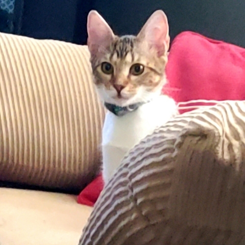 European Burmese Mix