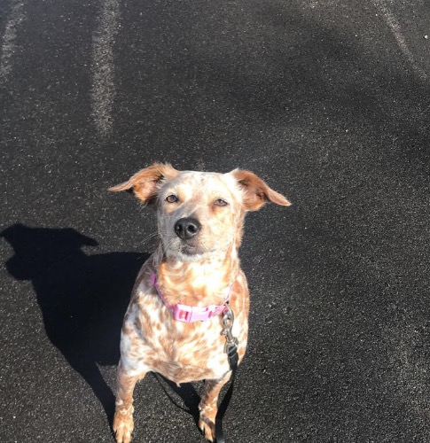 English setter best sale blue heeler mix