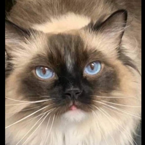 Lord Biggles of Keystone