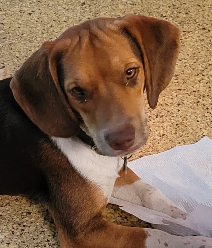 beagle bloodhound mix puppies