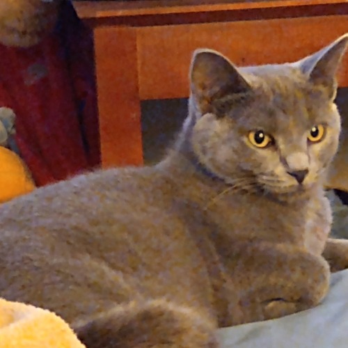 Mama Smokie Skimbleshanks Boudreaux