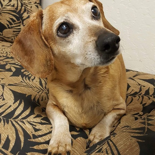 Long Haired Daschund