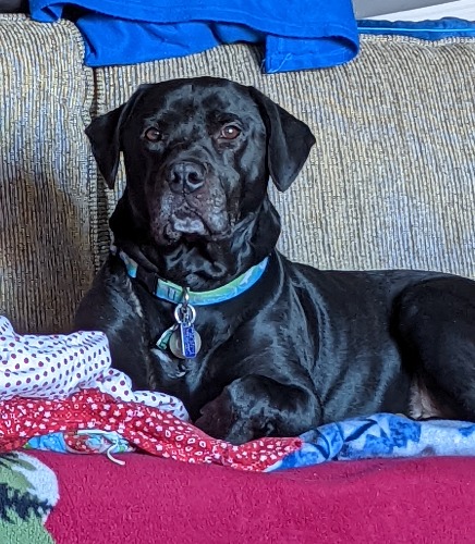 Midnight aka Middy pup Chetty