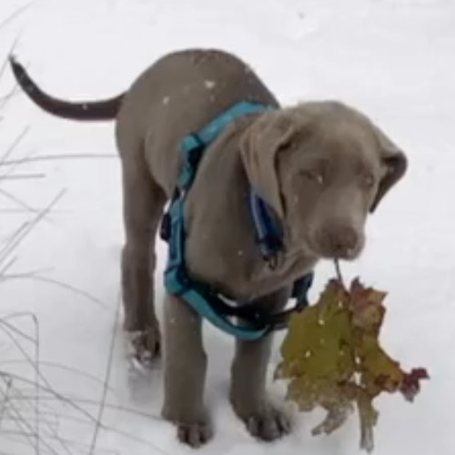 Silver Labrador Retriever Mix