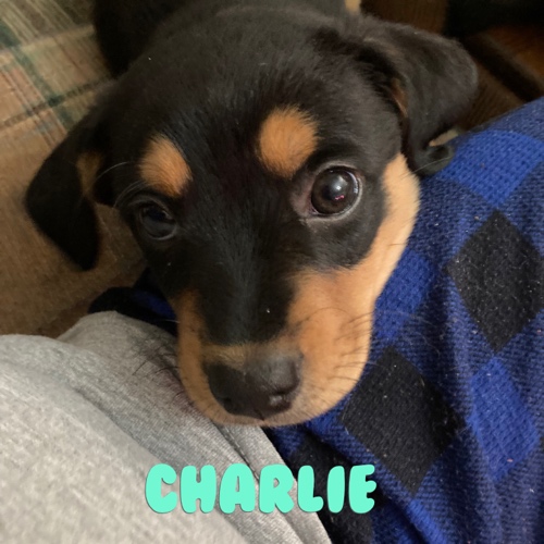 Charlie