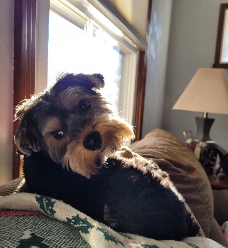 Yorkshire Terrier Mix