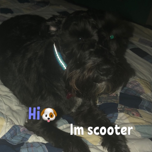 Scooter