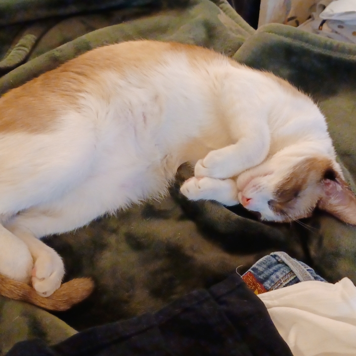 Snowshoe Cat Breed The Cutest Snowshoe Photos