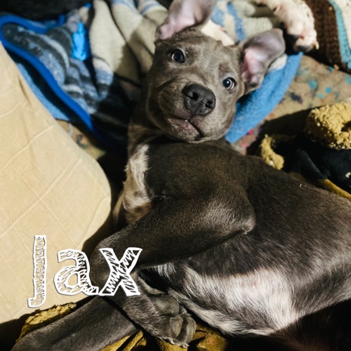 Jax