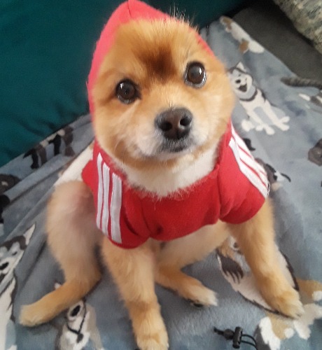 Miniature Pomeranian Mix