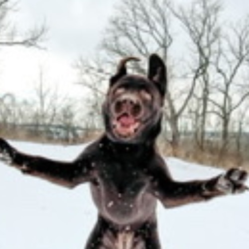 Chocolate Labrador Retriever