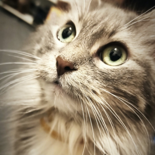 American Bobtail Mix