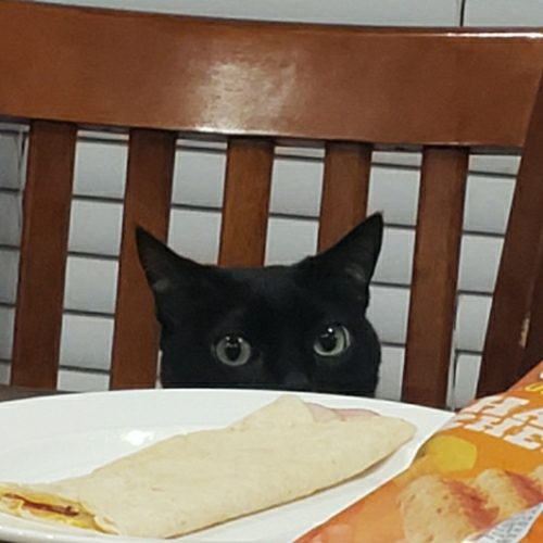 British Shorthair Mix