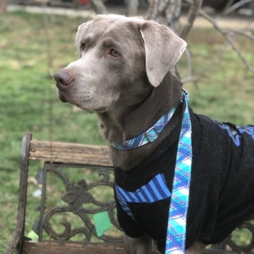 Silver Labrador Retriever
