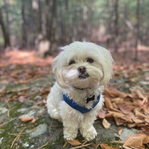 Maltese griffon fashion mix