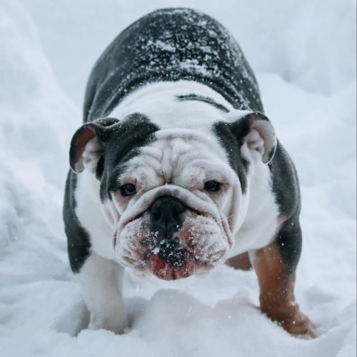 English Bulldog Dog Breed - The Cutest English Bulldog Photos