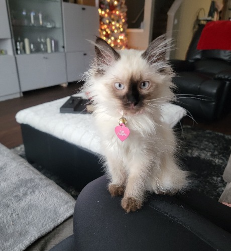 Applehead Siamese Mix