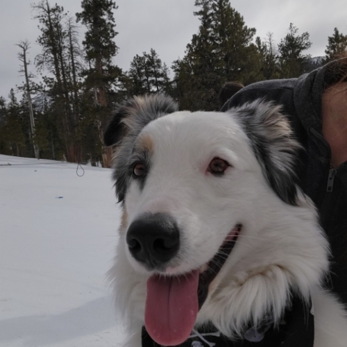 Australian Cattle Dog