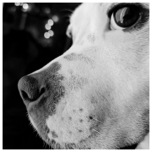 Dogo Mix Dog Breed - The Cutest Dogo Argentino Mix Photos