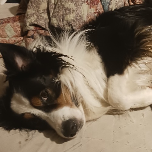 papillon australian shepherd mix