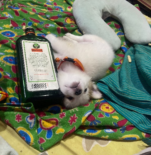 Cavalier King Charles Spaniel