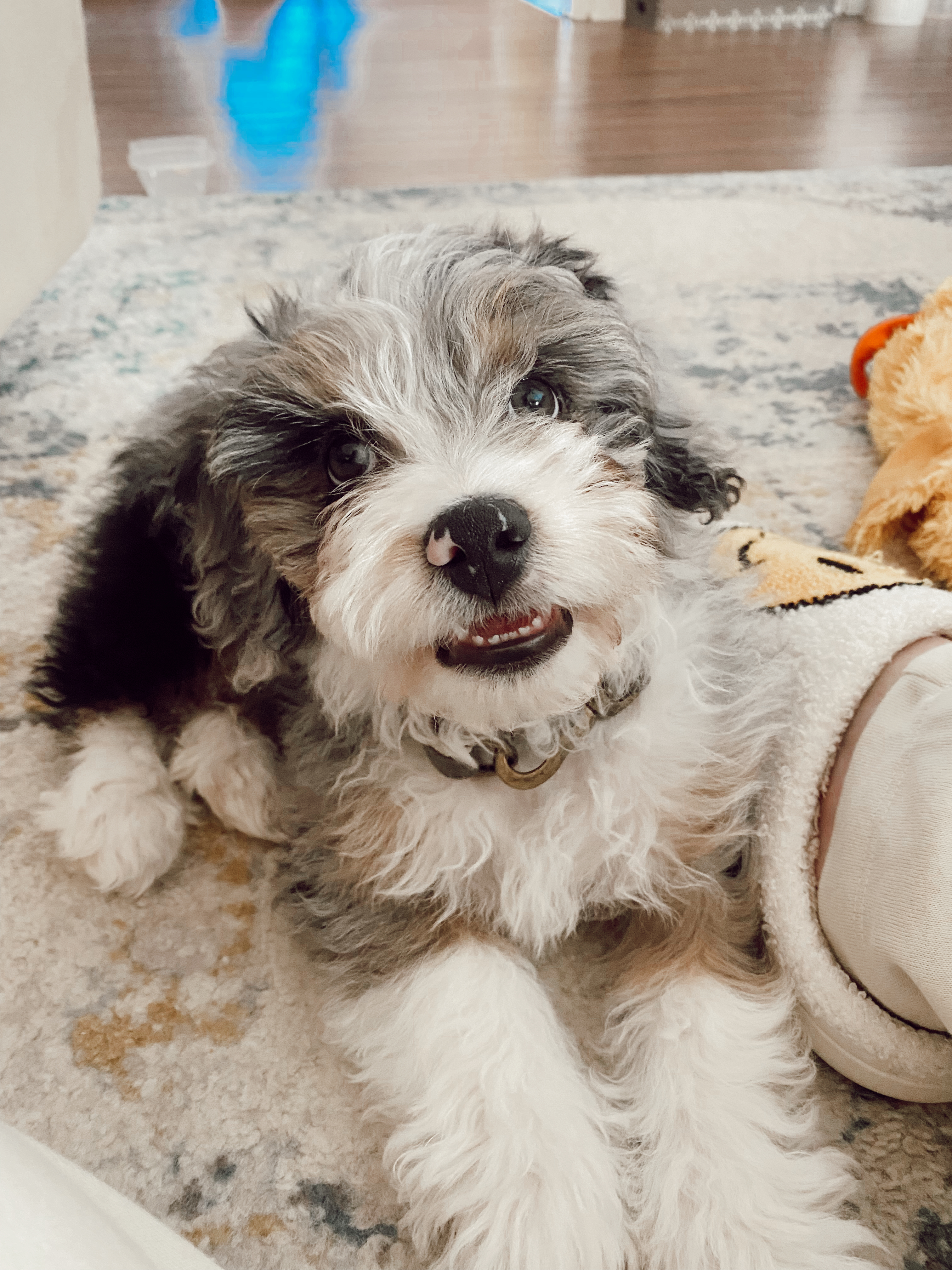 Mini Shepard Mix Miniature Australian Shepherd Mix Dog Breed - The Cutest Miniature ...