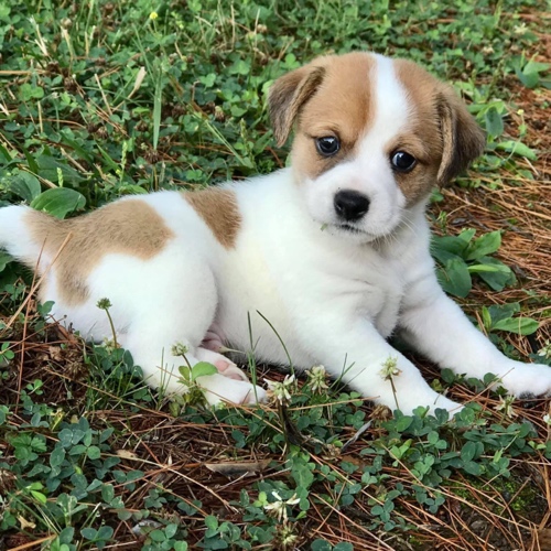 How Much Should A Jack Chi Puppy Eat At Janelle Hernandez Blog How Much Should A Jack Chi Puppy Eat At Janelle Hernandez Blog