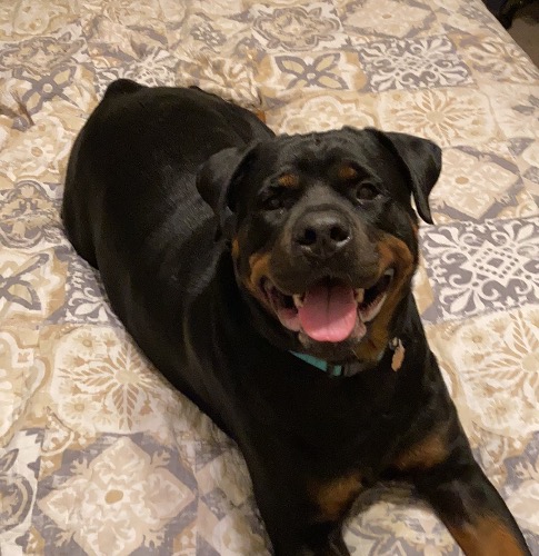 Rottweiler Mix