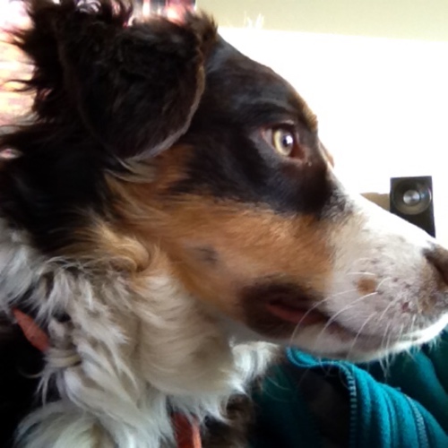 Maggie Mae of Reeves